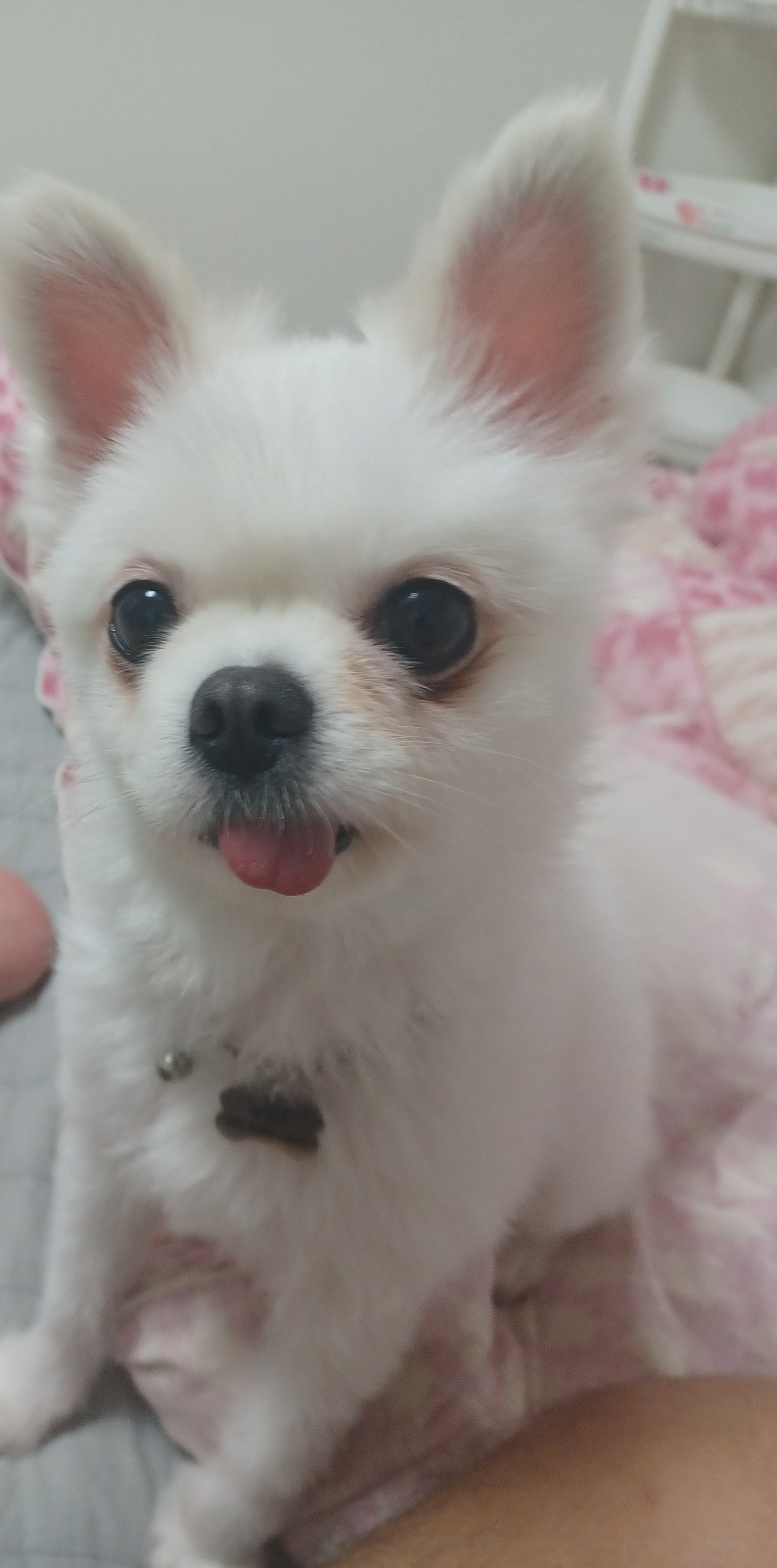 집에서 두장 찍어봤어요 우리 예삐 ㅎㅎ
