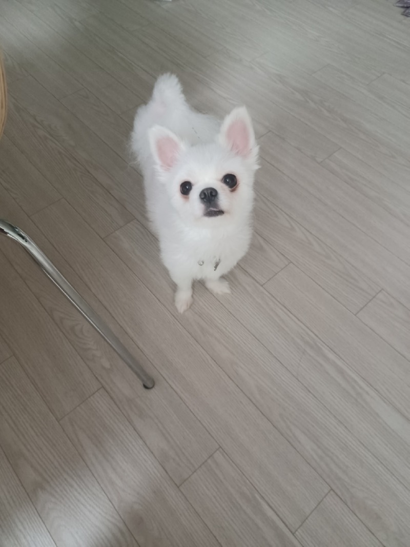 집에서 두장 찍어봤어요 우리 예삐 ㅎㅎ