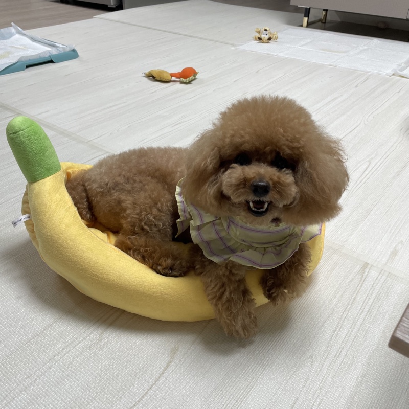 귀여운 내새꾸