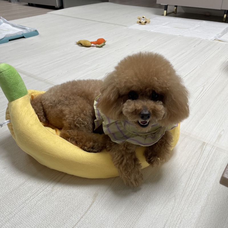 귀여운 내새꾸