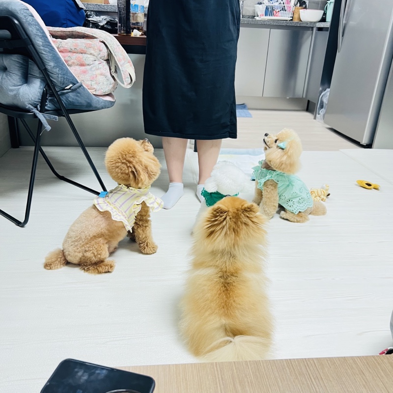 귀여운 내새꾸