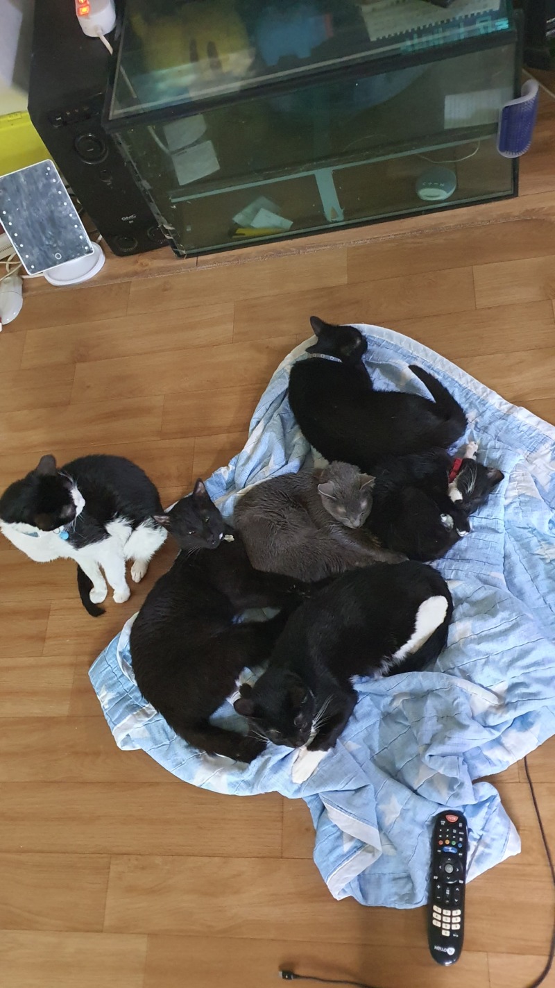 집단 숙면과 4살짜리 고양이 아기(?)