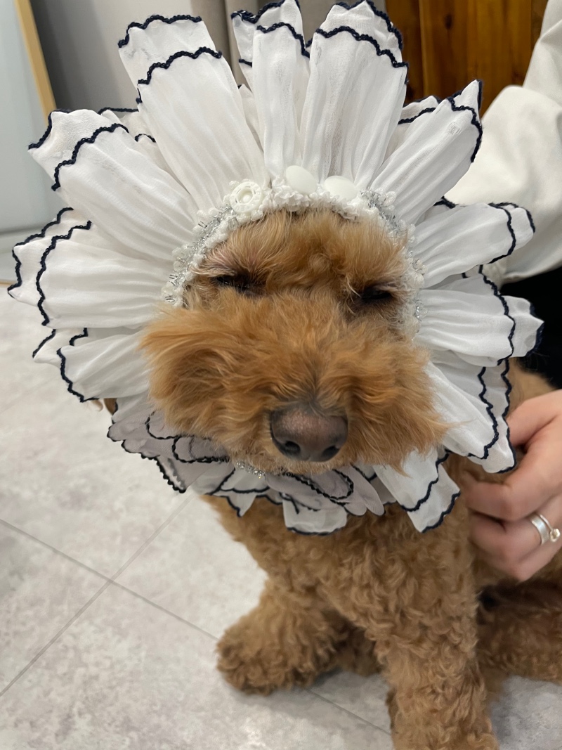 호두 