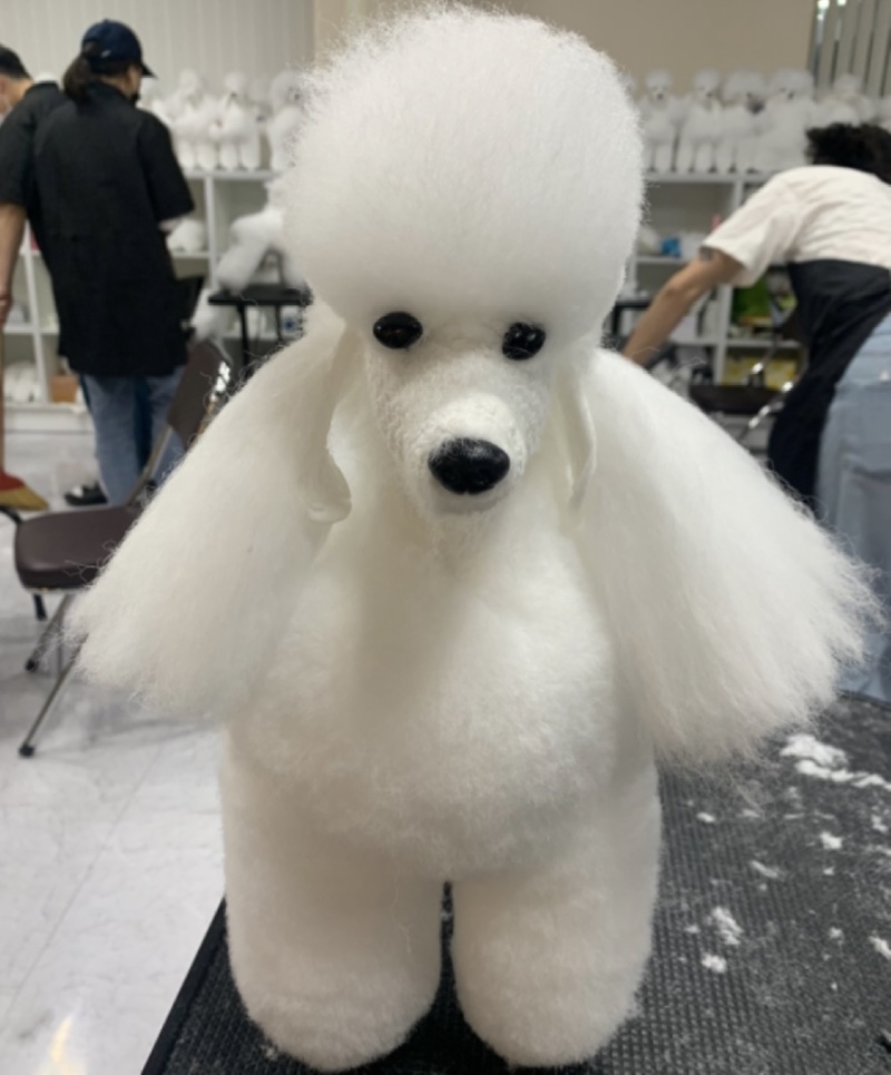 이바우펫애견미용학원