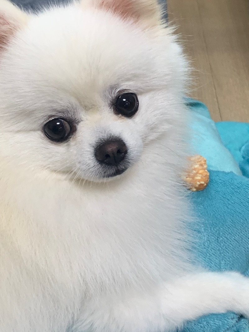 울 예쁨 화이트포메 소개할게용