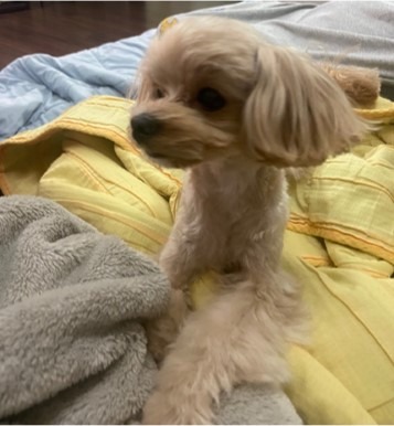 저희집 깜찍이 입니당~