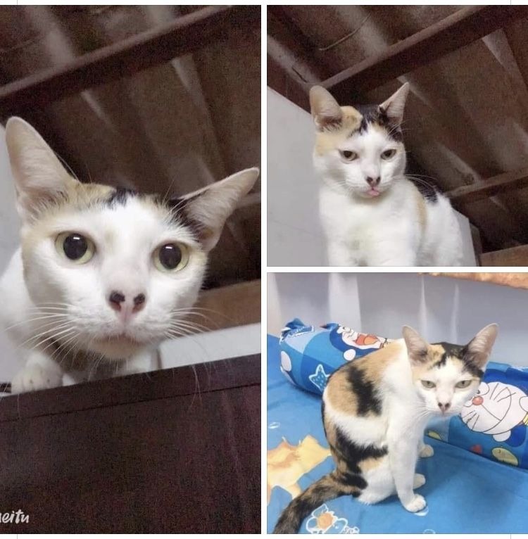 독특한 무늬 고양이 대회 