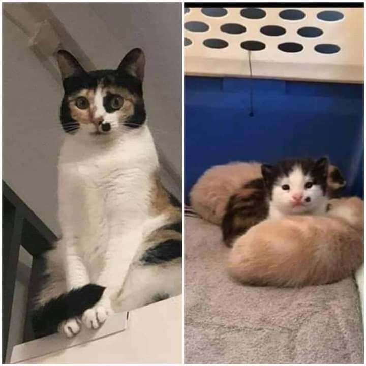 독특한 무늬 고양이 대회 