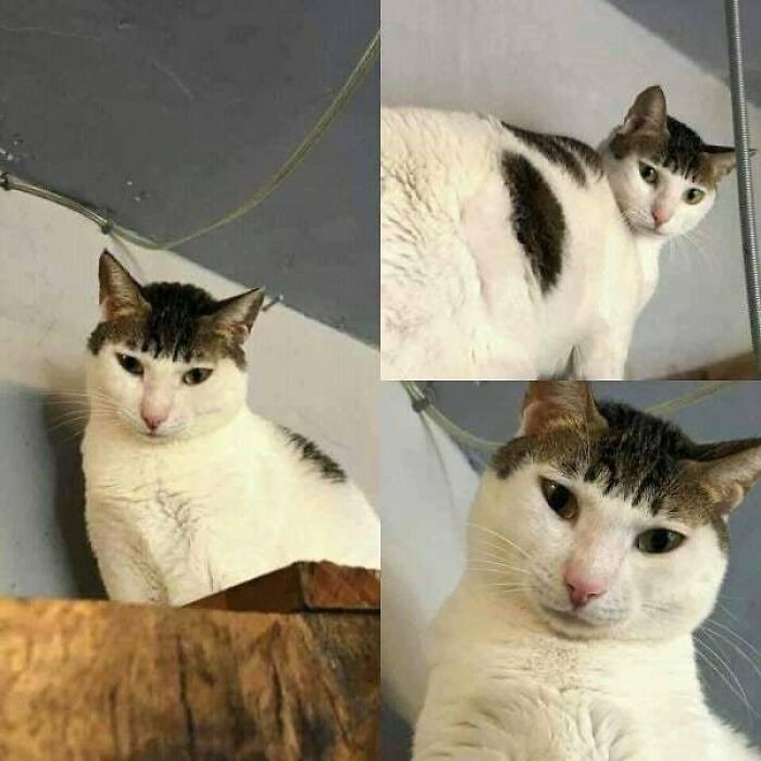 독특한 무늬 고양이 대회 