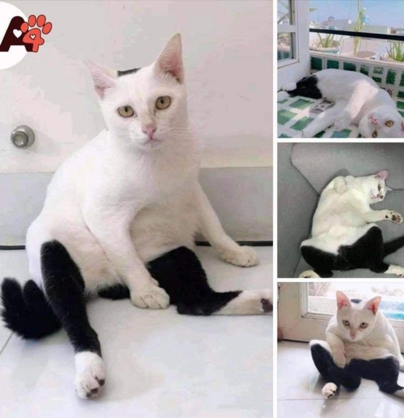 독특한 무늬 고양이 대회 