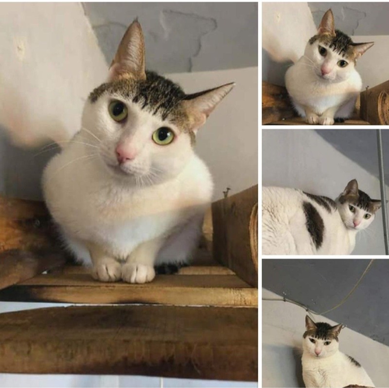 독특한 무늬 고양이 대회 