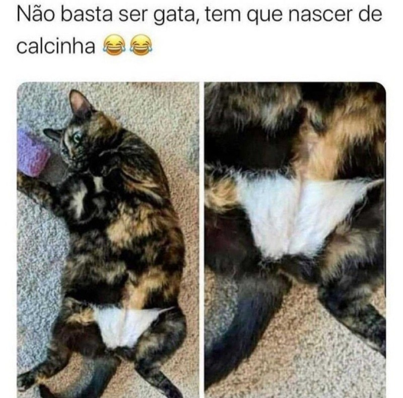 독특한 무늬 고양이 대회 
