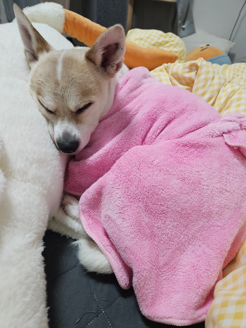 우리 아리~~ 노곤노곤