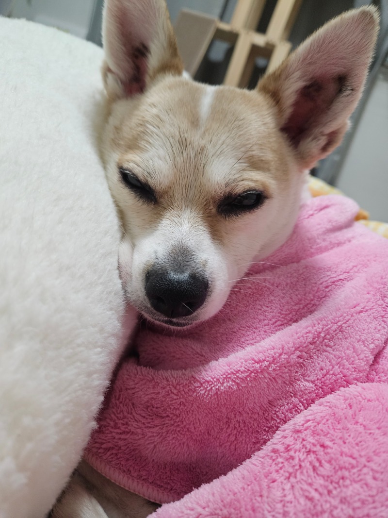 우리 아리~~ 노곤노곤