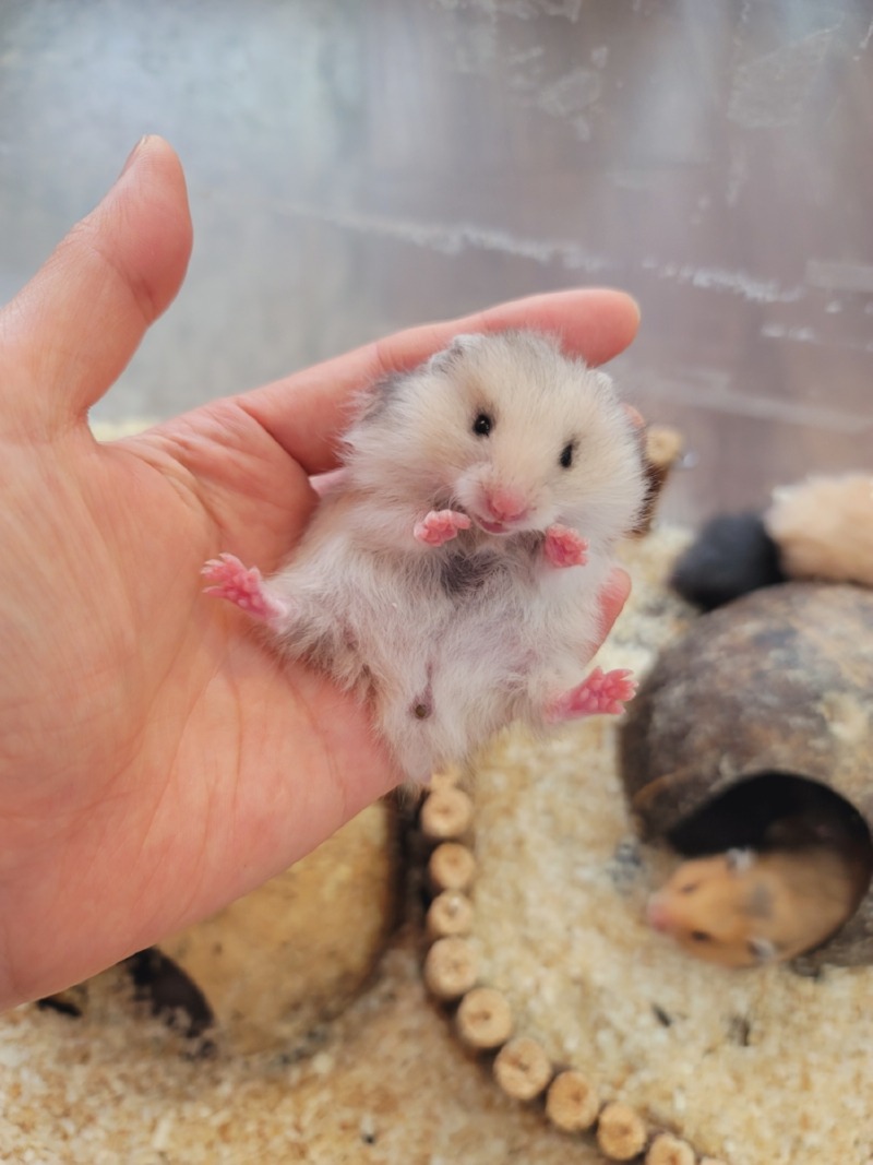 우리 햄스터 뽀삐 예쁘쬬~?