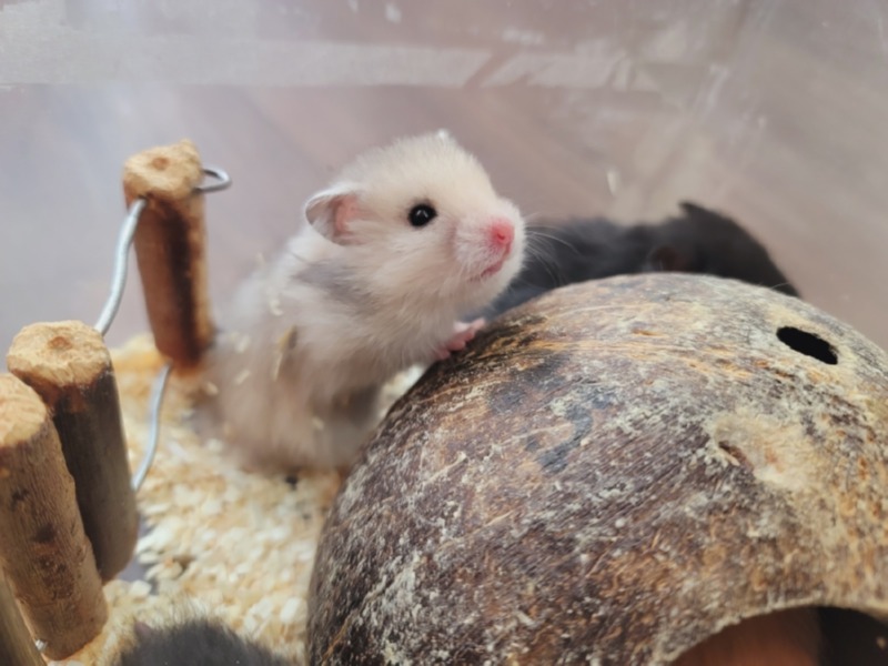 우리 햄스터 뽀삐 예쁘쬬~?