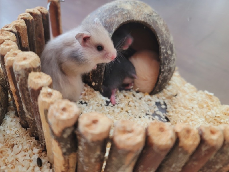 우리 햄스터 뽀삐 예쁘쬬~?