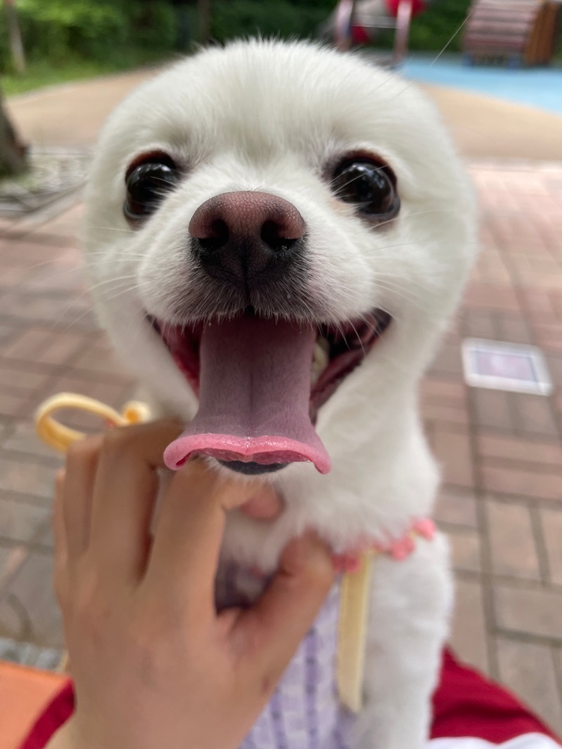 신나게 산책하고 뻗어버린 솜이 ㅎ