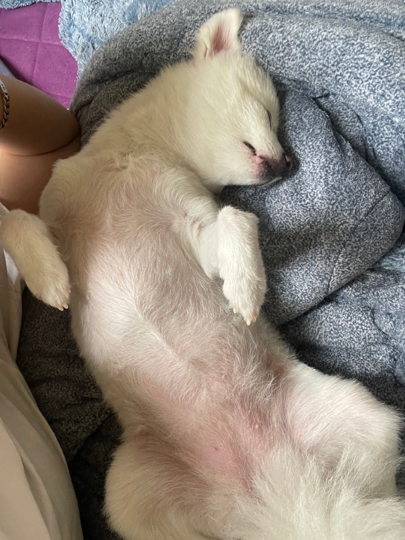 신나게 산책하고 뻗어버린 솜이 ㅎ