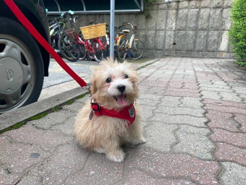 저희 집 귀염둥이 반려견 츄 에요 