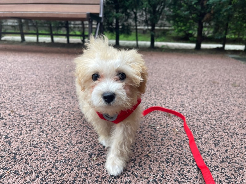 저희 집 귀염둥이 반려견 츄 에요 