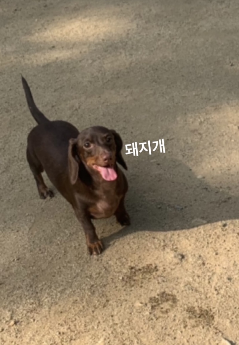 엄청넓은 대형 애견 운동장 