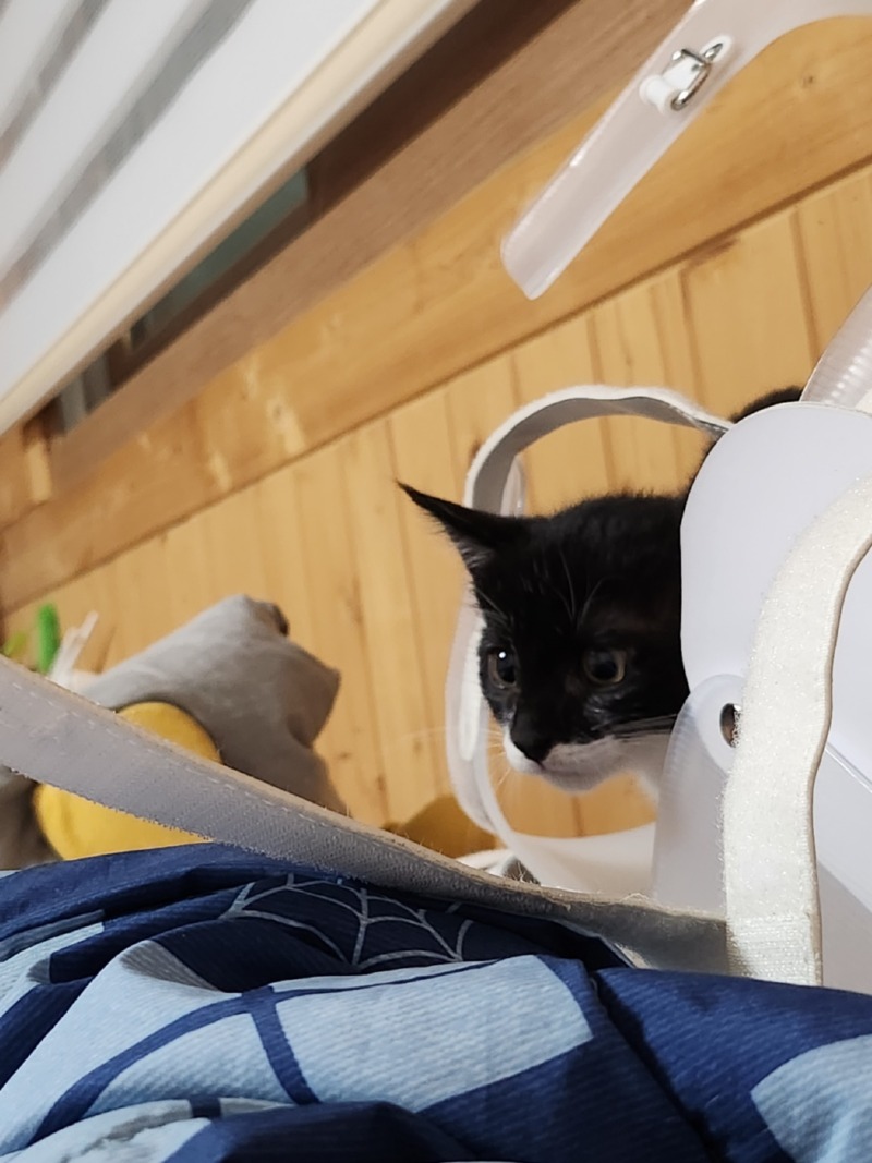 우리 아깽이는.....?