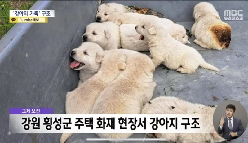 화재현장에서 강아지 가족 구조!
