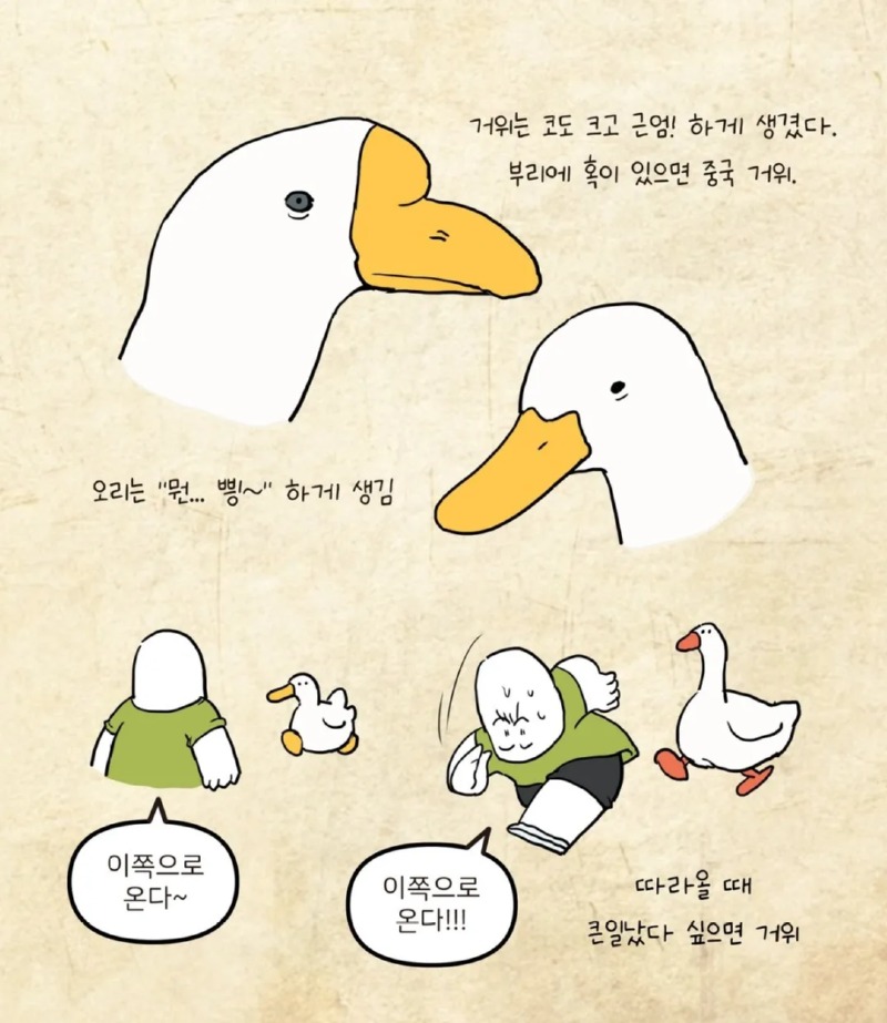 거위와 오리를 구분하는 방법 