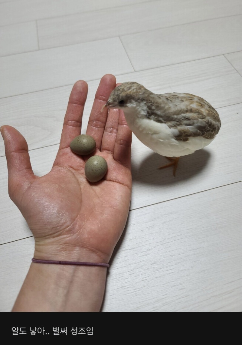 메추리를 키우는 블라녀 