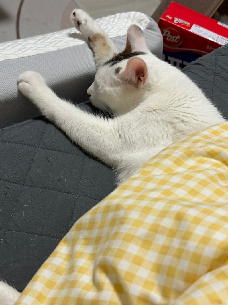 아치 맨날 잠만자...ㅠ