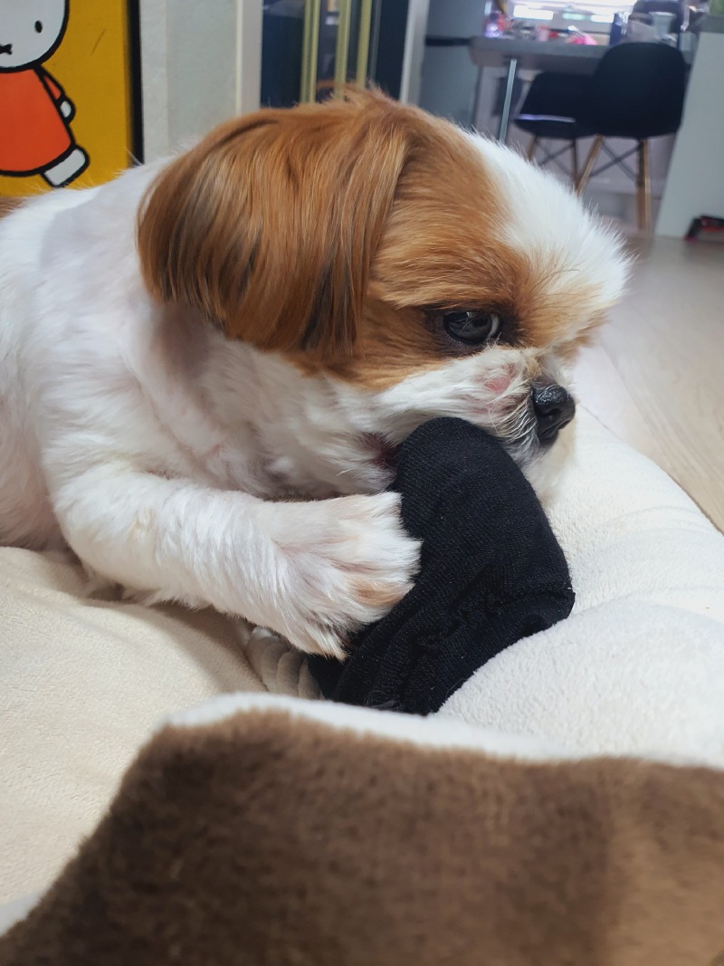 우리 본가 귀요미