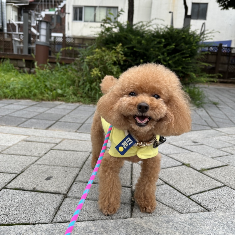 산책하기 어려운 요즘