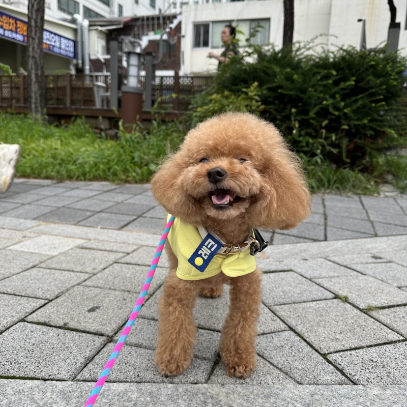 산책하기 어려운 요즘