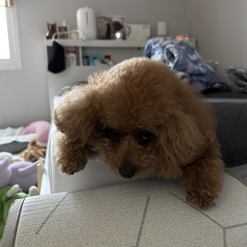 비는 싫어요