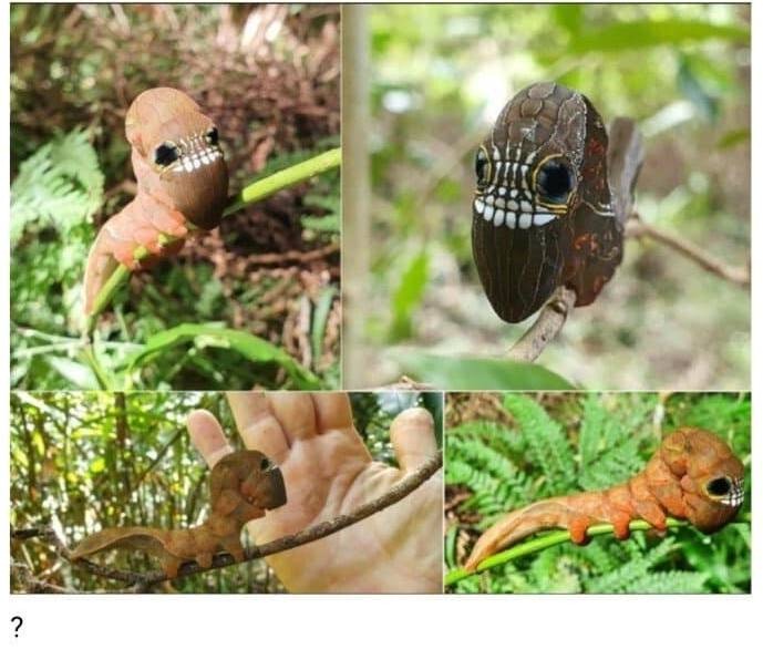 곤충주의) 진화 전과 후의 차이 