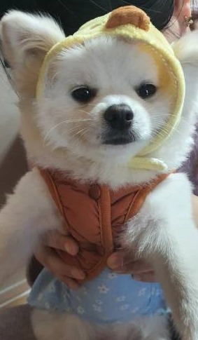 패션센스젱이 울 솜이 ㅎㅎ