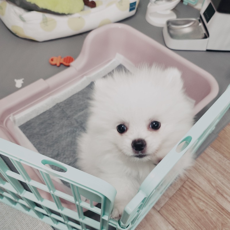 우리집 겸둥이