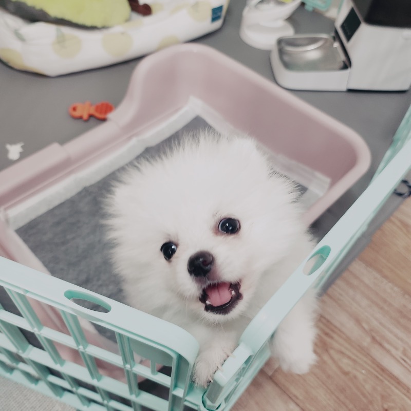 우리집 겸둥이