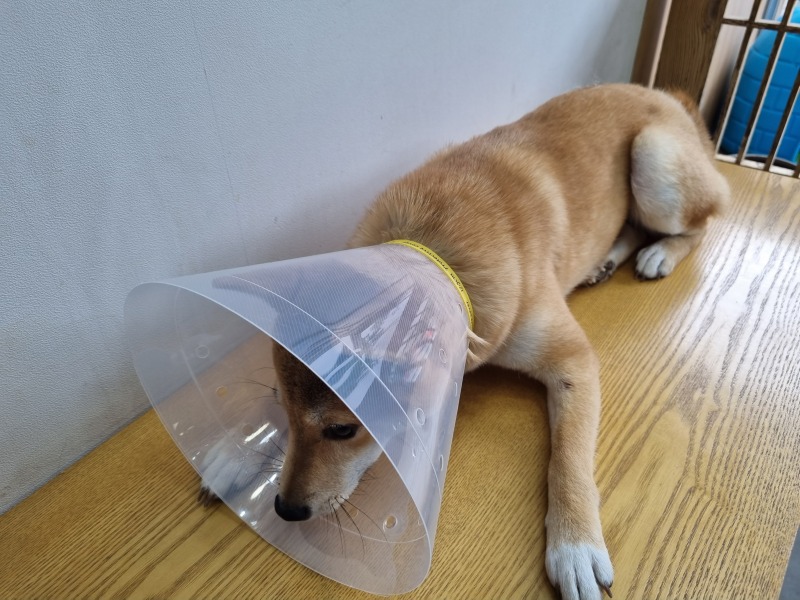배곧동물병원에서 암컷 중성화 후기