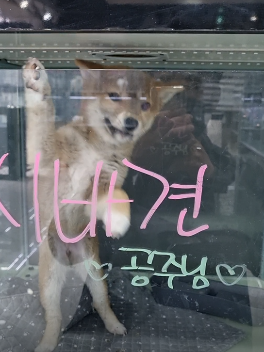 쿤펫 - 시바견 암컷 강아지 분양 받은 후기