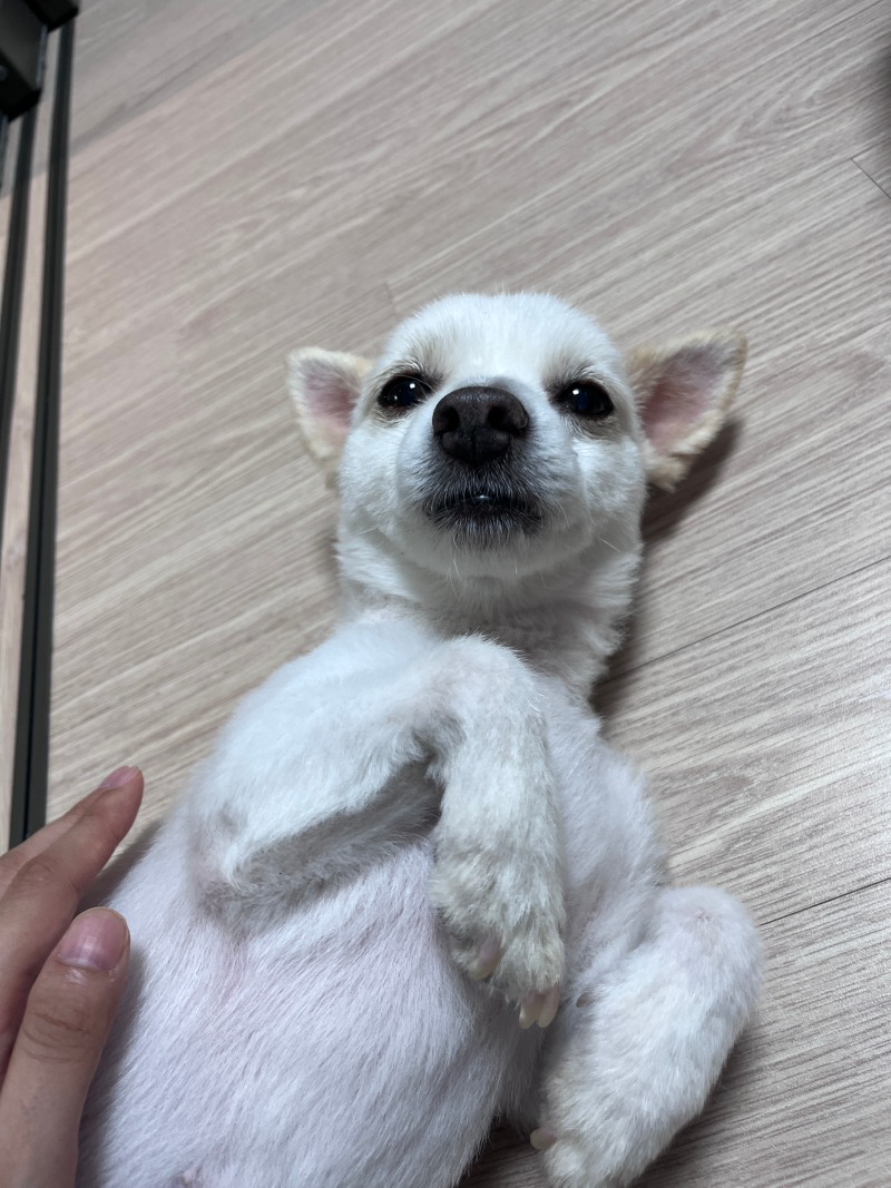 애기같아보이지만 12살이랍니다
