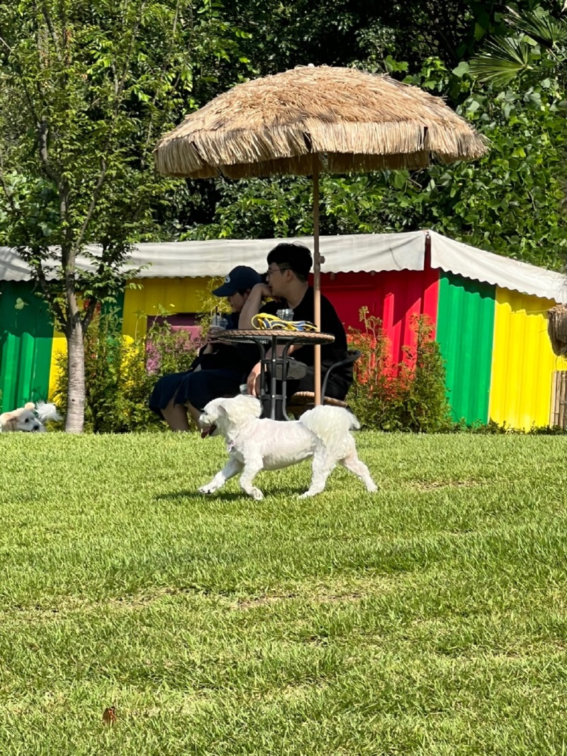 대구 근처 애견카페 멍리버!