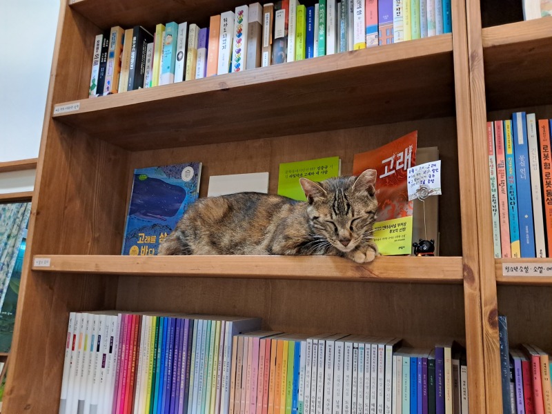 서점 고양이 단호박