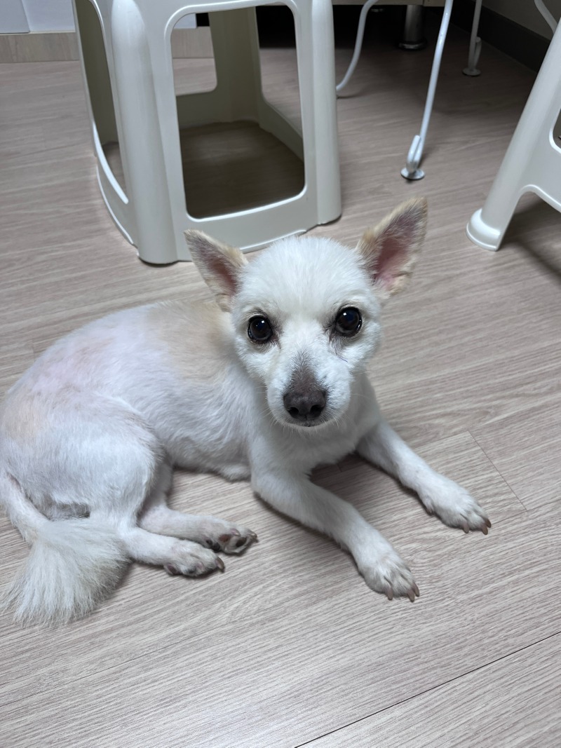 더위가 한 풀 꺾여서 잘 지내는 저희 집 댕댕이에요