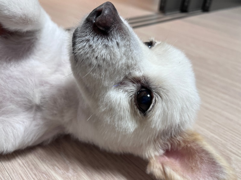 더위가 한 풀 꺾여서 잘 지내는 저희 집 댕댕이에요
