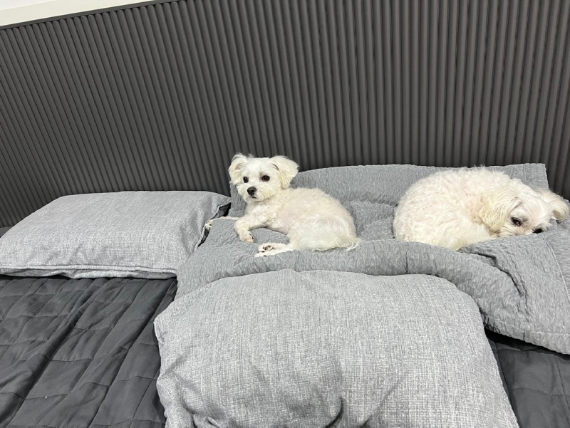 퇴근 후 애들이랑 뒹굴뒹굴ㅎㅎㅋㅋ