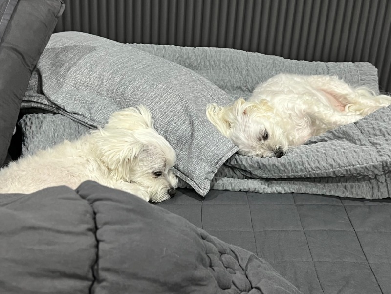 퇴근 후 애들이랑 뒹굴뒹굴ㅎㅎㅋㅋ