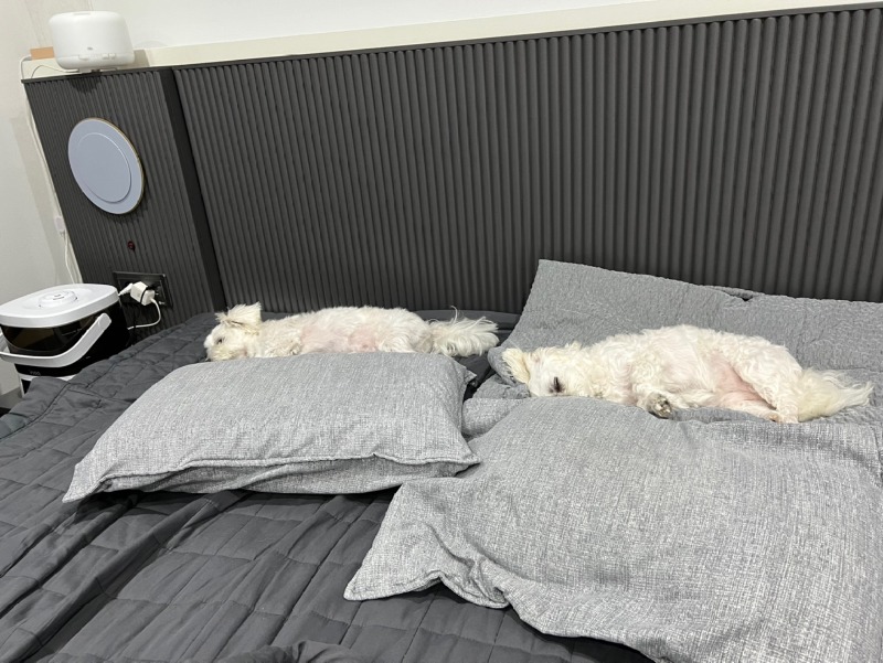 퇴근 후 애들이랑 뒹굴뒹굴ㅎㅎㅋㅋ