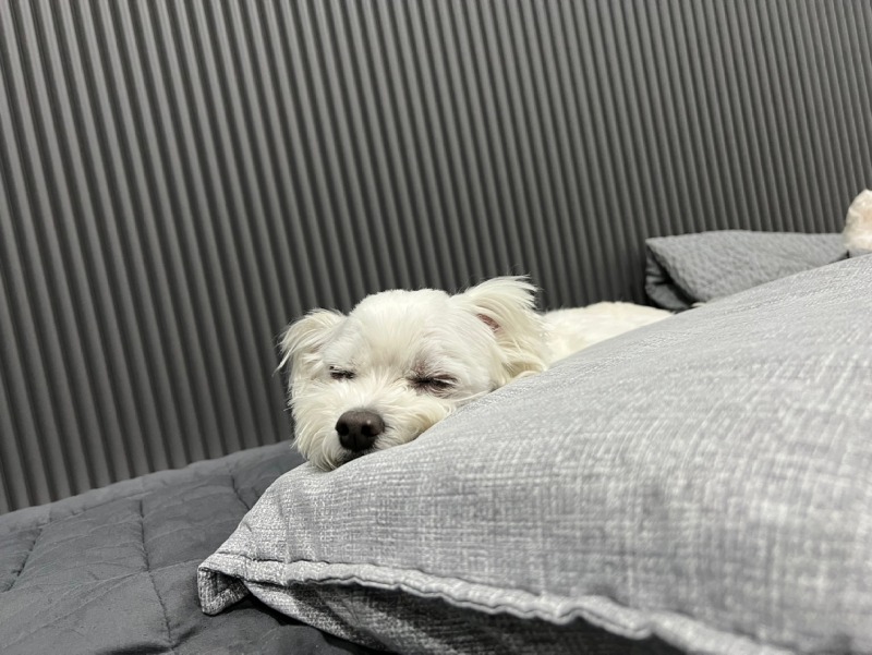 퇴근 후 애들이랑 뒹굴뒹굴ㅎㅎㅋㅋ